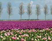 Tulpen, Noordoostpolder  (c) Henk Melenhorst : tulpen
